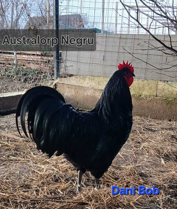 Oua pentru incubat și puișori din rasele Australorp și Wyandotte