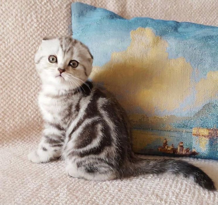 Продам котенка