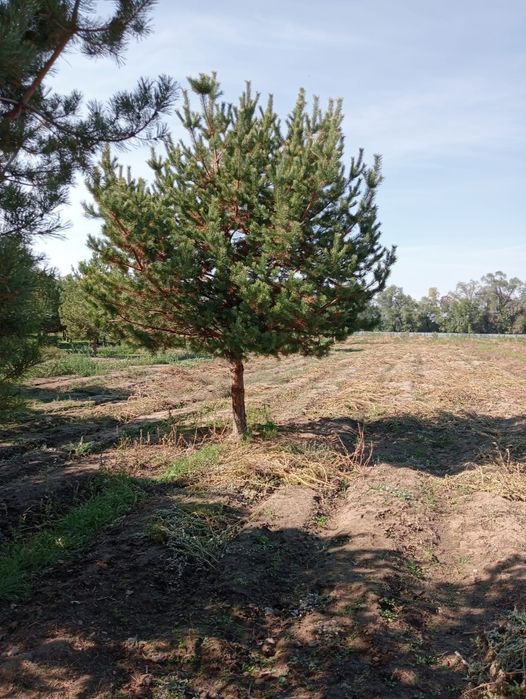 Сосны формированные