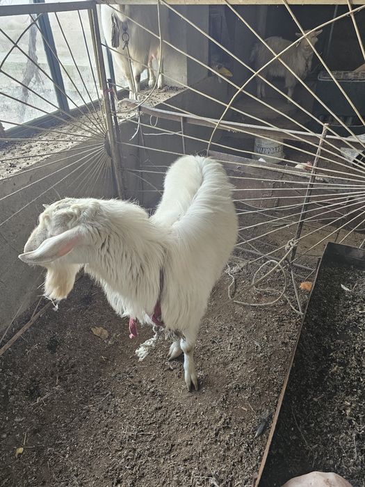 Подажа козы, эчкилар сотилади