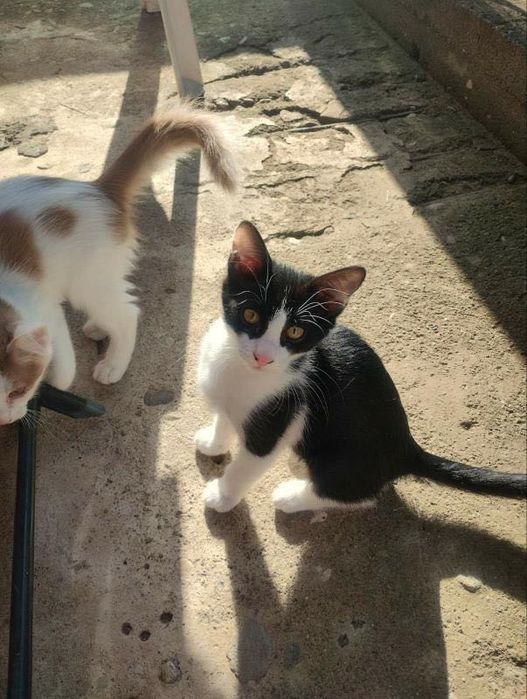 Подарявам котенца