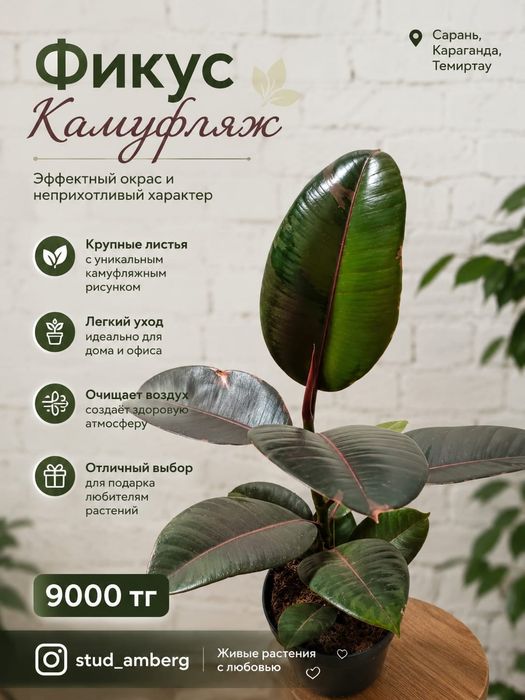 Фикус разный 2..