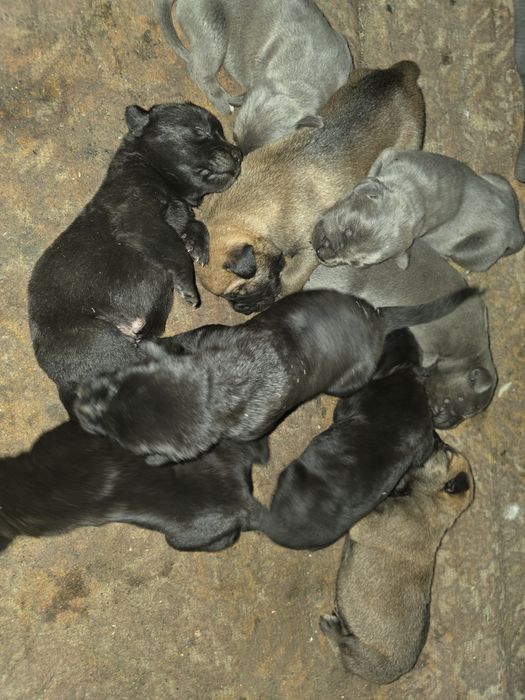 щенки кане корсо