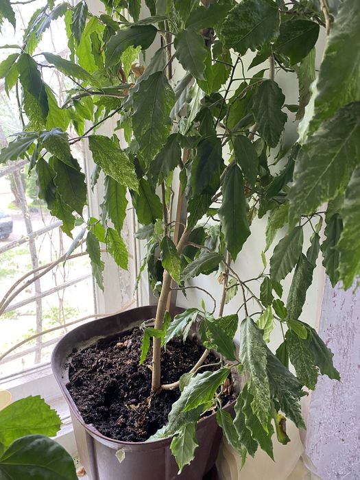 Розы в горшке