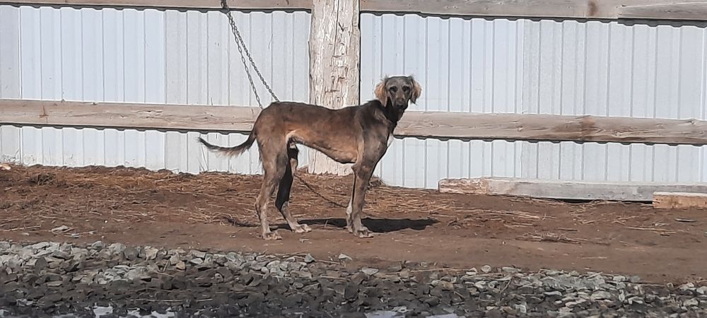 Тазы күшік сатылады