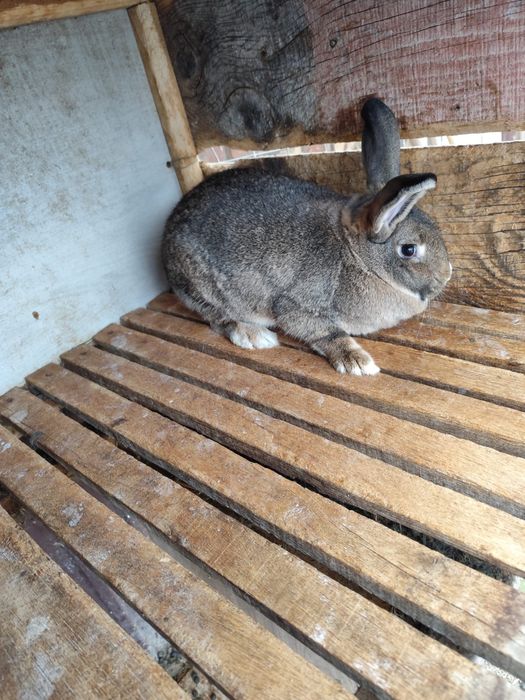 Iepuri neozeelandezi metis