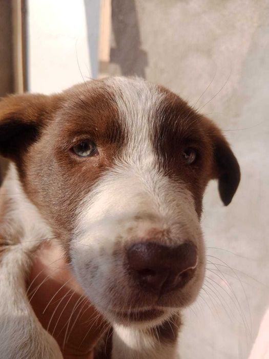 В добрые руки щенок девочка