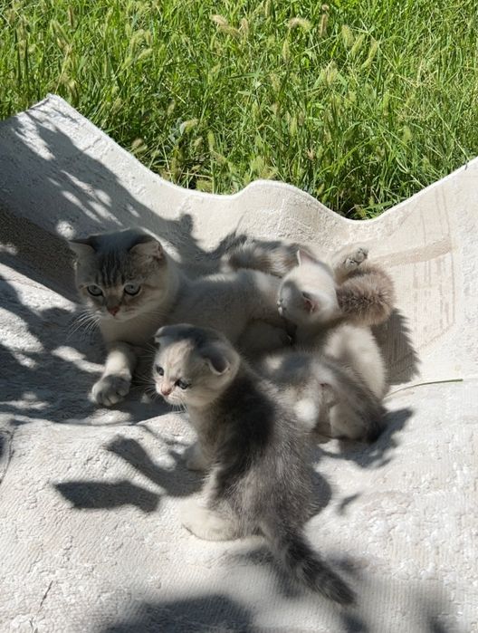 Шотландский вислоухий