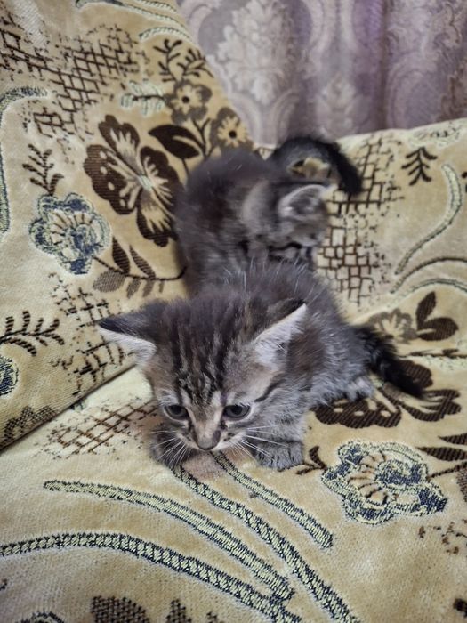 Отдам котят в добрые ручки