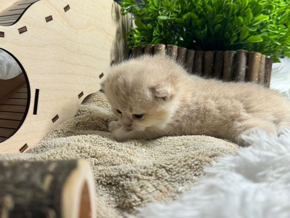 Британцы золотые шиншилловый