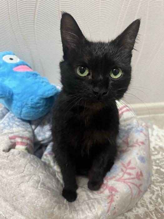 отдаю кошечку в добрые руки