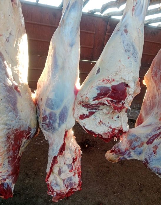 Мясо говядина фарш говяжый Тарбагатайский