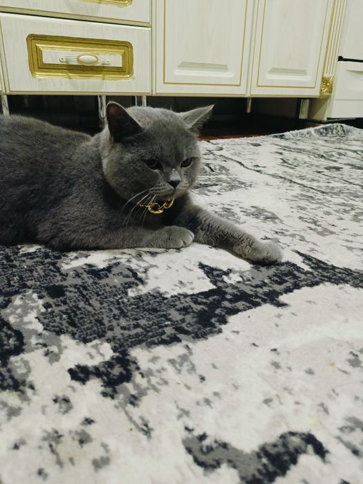 Eshaklar va mushuklarni tomosha qiling