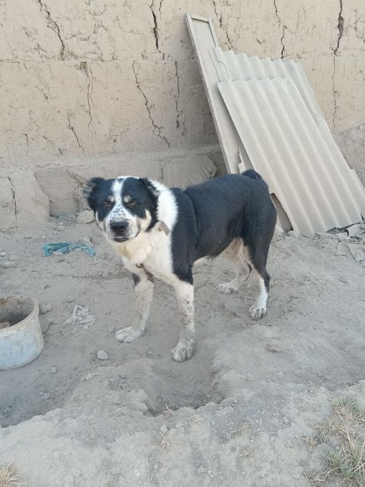 Емланган бр ой кафолати билан