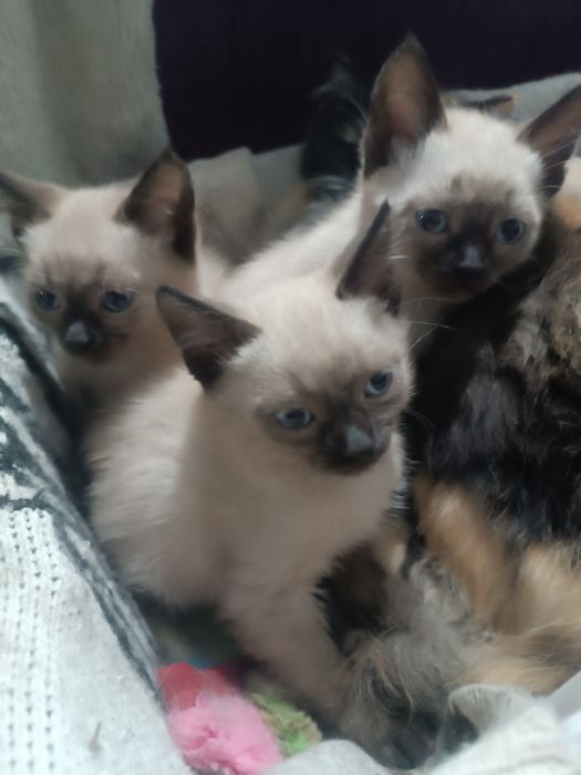 Котята сиамской породы