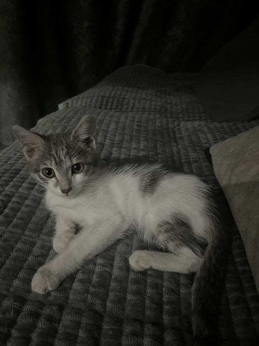 котенок в добрые руки