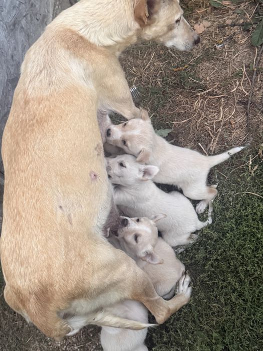 Donez catelusi sanatosi si foarte jucausi