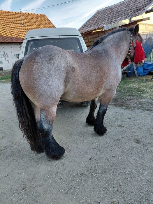 Vand manza de 4 ani