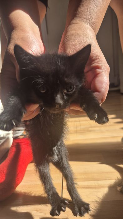 Отдам котят в добрые руки