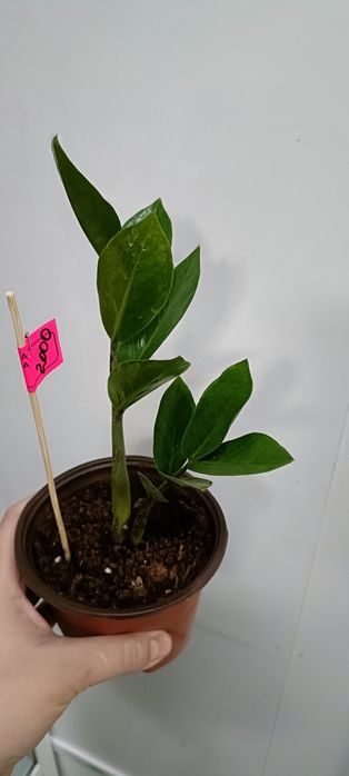 Долларовое дерево:2000 тенге