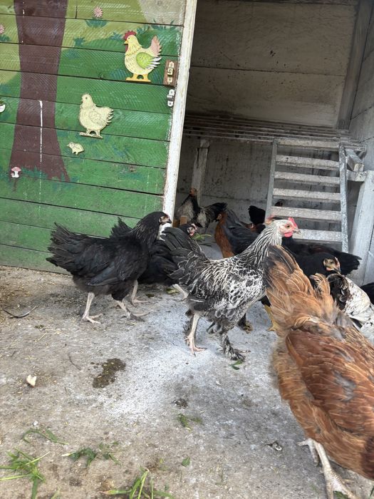 Cocosei rasa mixta de 3luni