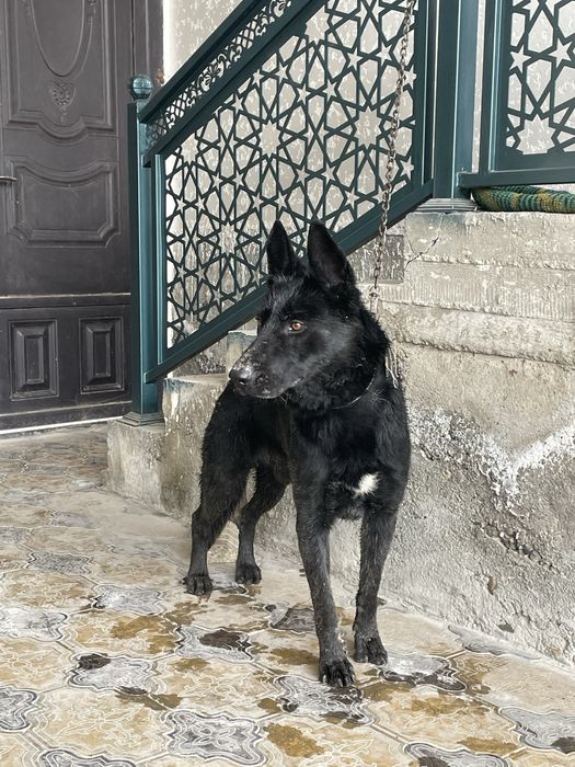 Офчарка кора кучук