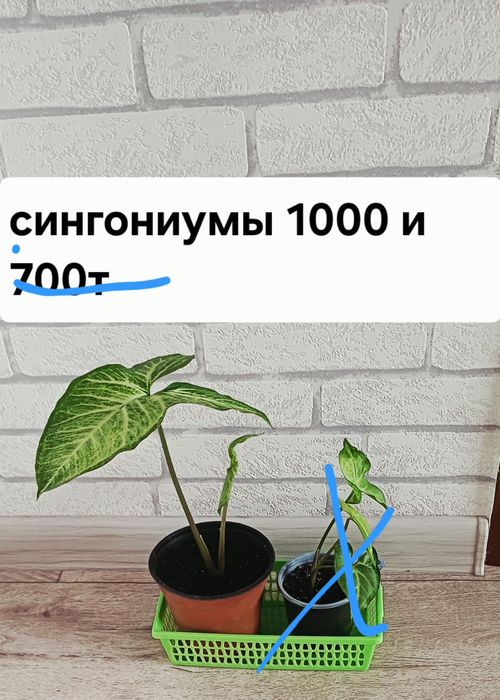 Разные виды комнатных цветов