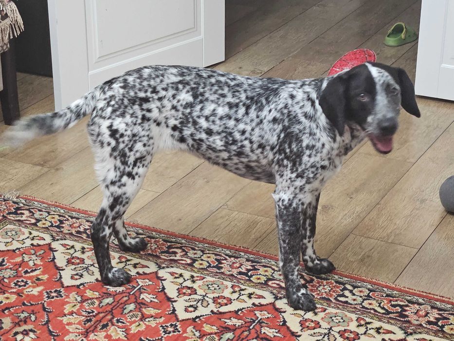 Найдена собака, отзовись хозяин!