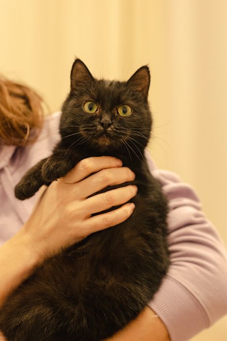 Кошка в поиске дома