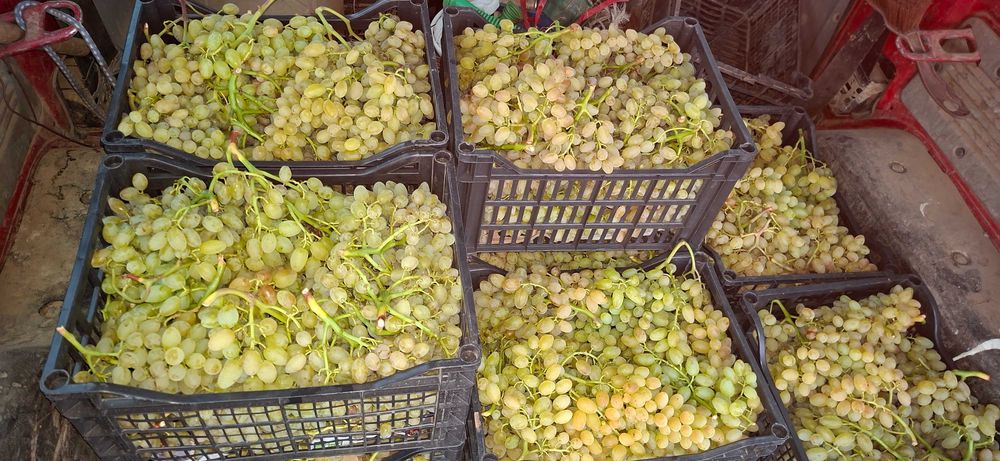 Продавам десертно и винено грозде