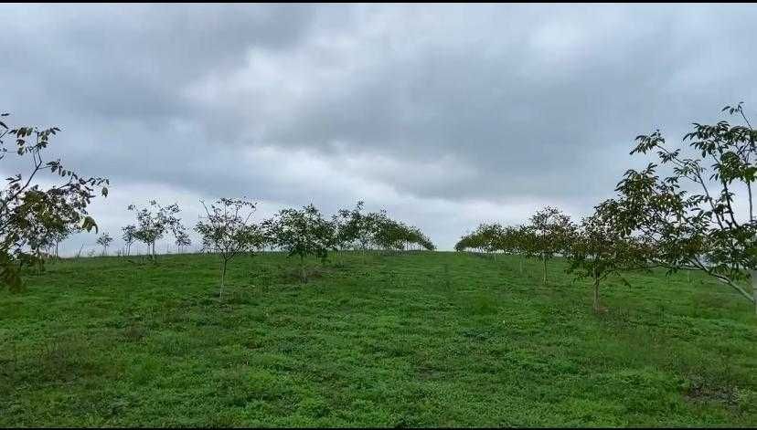 Livada nuci ecologic