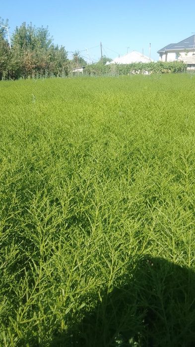 Синтибритки цветы