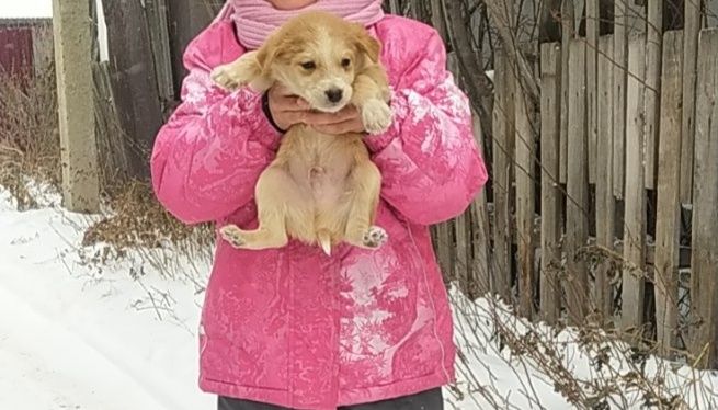 Щенки в добрые руки