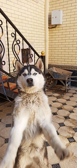 Чистокровная 100% хаски без примесей,обученная ,выполняет все команды