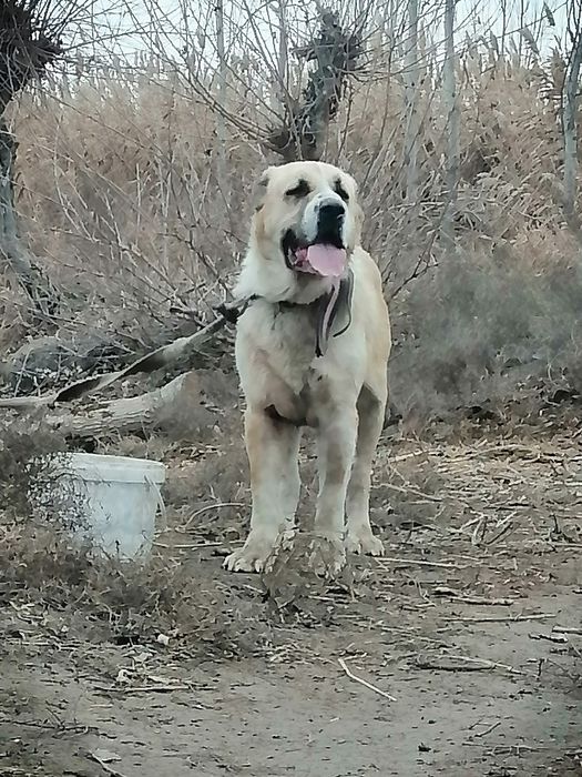 Alabay kuchuklar sotiladi toza qonli ota onalari katta alabaylar