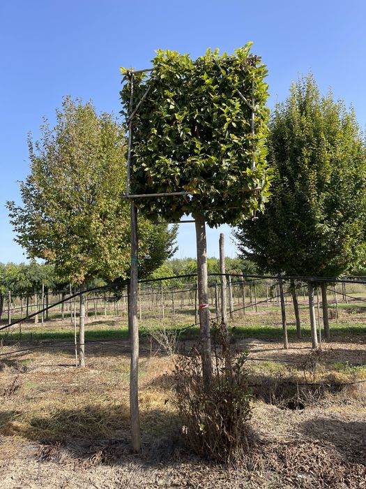 Carpinus cub. catalpa nana.