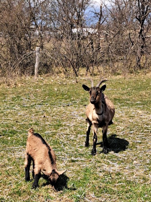 Capra Alpina Franceza metis