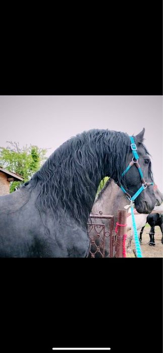 Vand armasar cal tarcat Barokpinto din tata frizian si mama pinto