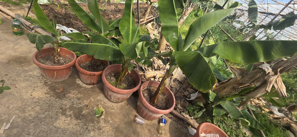 Banan koʻchati xaqiqiy