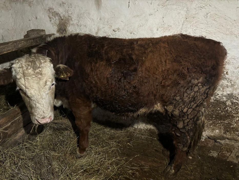 Бука откорм сатылады