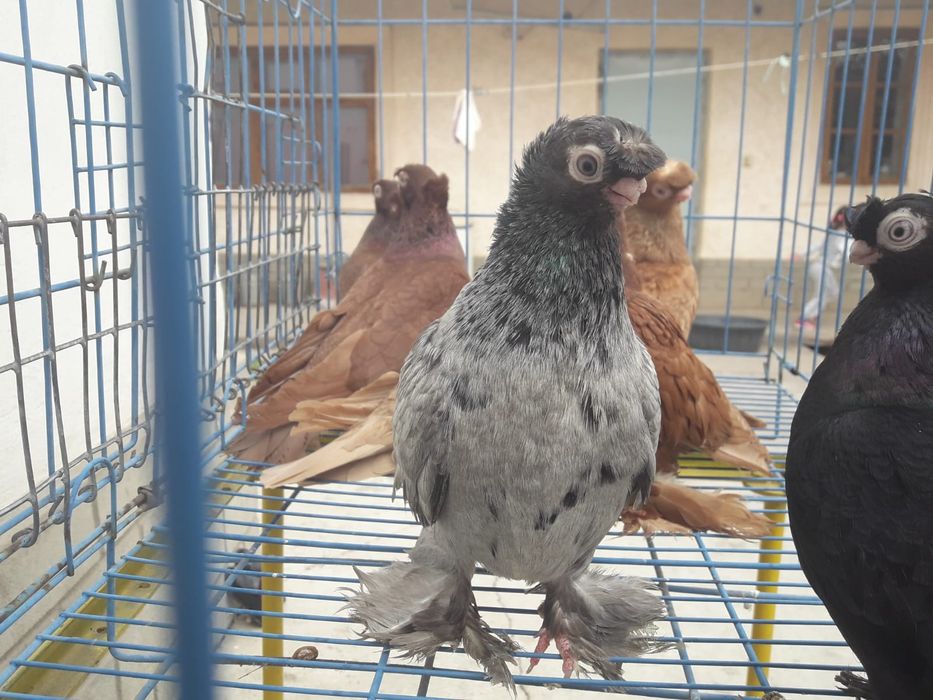 Продаются голуби