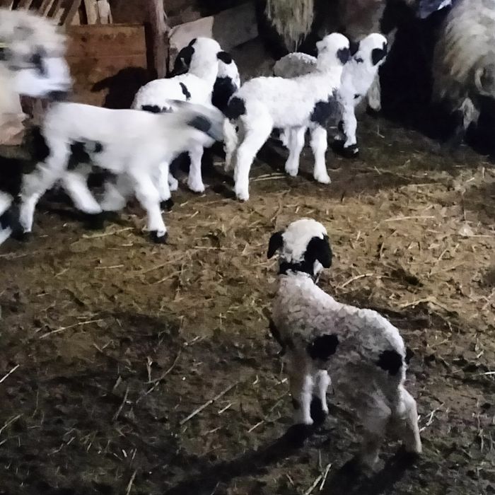 Vând oi cu miei  preț negociabil