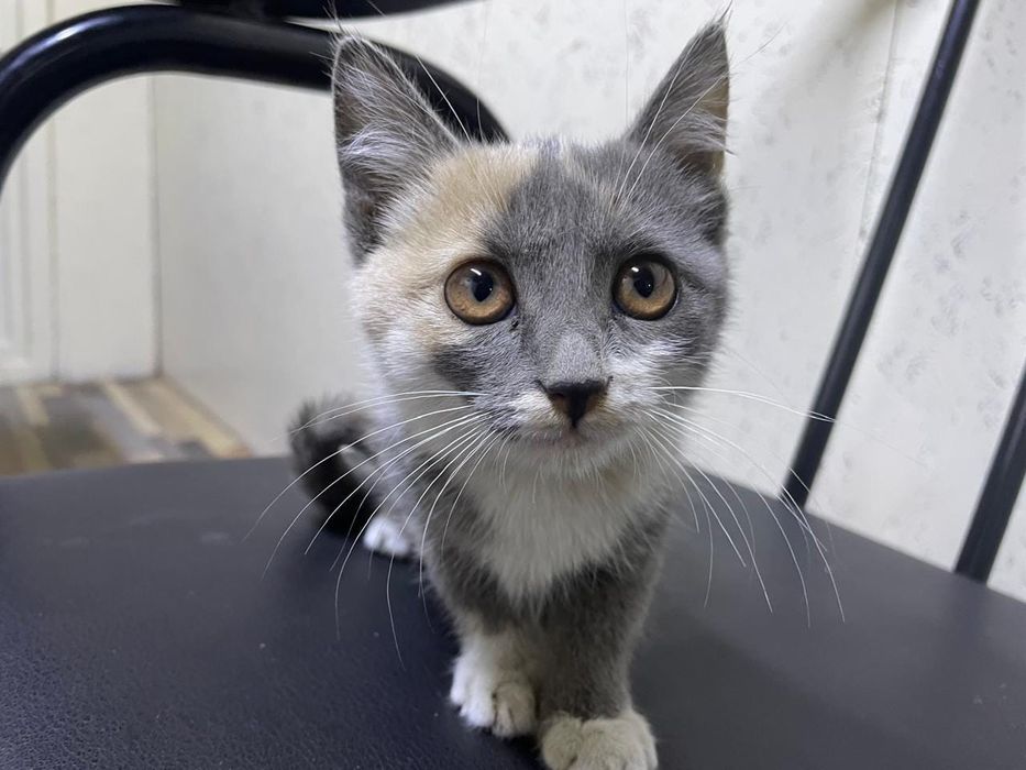 Котёнок красивый