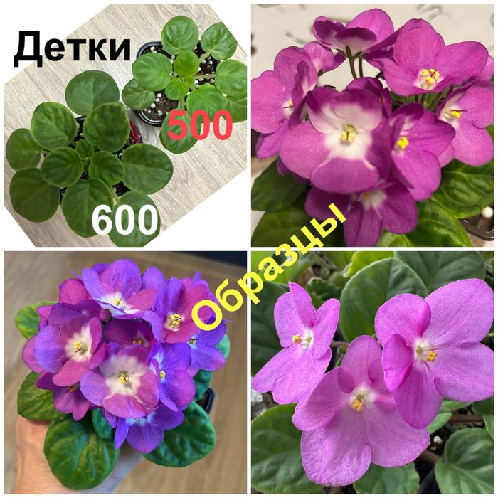 Фиалка(детки) валеска розарот