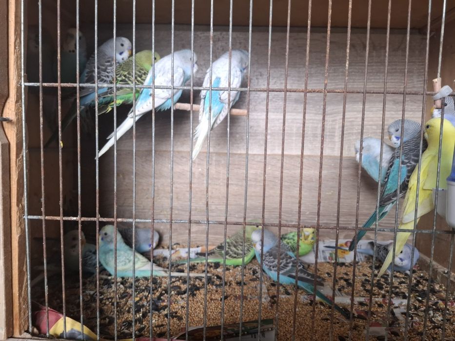 Vând papagali Peruși