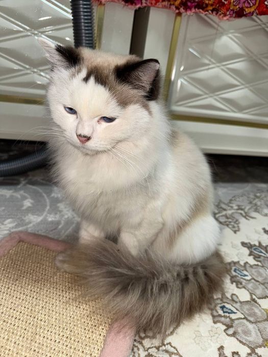 Элитная пара Regdoll с голубыми глазами