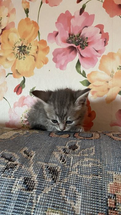 Котята в доброе руки