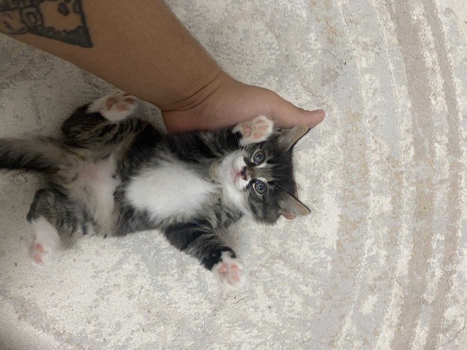 В добрые руки котенки