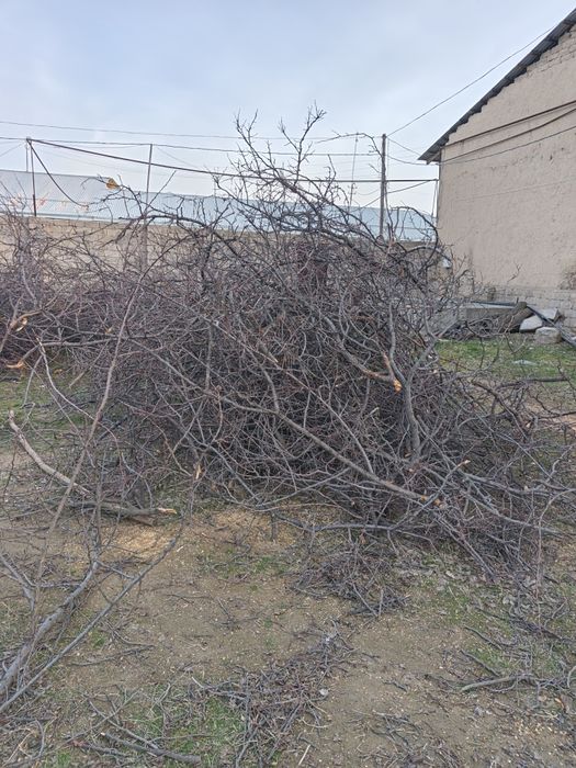 Ўтин сотилади. Ўрик  шохлари