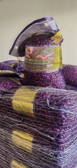 Vand Arpacic Olandez Extra Calitate!!